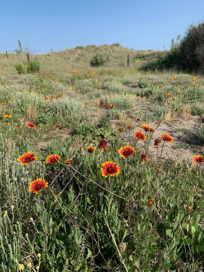 Mon Petit Paradis, Vue Sur Dunes Et Mer, Acces Direct Plage Robinson, Terrasse, Parking Prive, Tres Ressourcant, A Marseillan Plage المظهر الخارجي الصورة